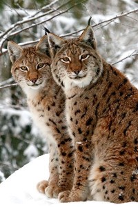 linx2